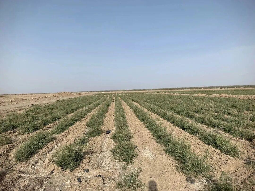 一文读懂：愿臻核心原料，好品质从源头开始